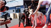 Puppy_Big_Daddy_Cool_Czech_Greyhound_Racing_Federation_DSC07957.JPG