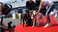 Puppy_Big_Daddy_Cool_Czech_Greyhound_Racing_Federation_DSC07958.JPG