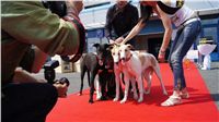 Puppy_Big_Daddy_Cool_Czech_Greyhound_Racing_Federation_DSC07960.JPG