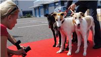 Puppy_Big_Daddy_Cool_Czech_Greyhound_Racing_Federation_DSC07962.JPG