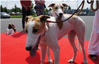 Puppy_Big_Daddy_Cool_Czech_Greyhound_Racing_Federation_DSC07996.JPG