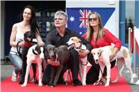 Puppy_Big_Daddy_Cool_Czech_Greyhound_Racing_Federation_IMG_2023.jpg