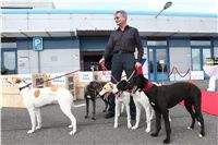 Puppy_Big_Daddy_Cool_Czech_Greyhound_Racing_Federation_IMG_2035.jpg