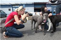 Puppy_Big_Daddy_Cool_Czech_Greyhound_Racing_Federation_IMG_2037.JPG