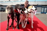Puppy_Big_Daddy_Cool_Czech_Greyhound_Racing_Federation_IMG_2040.jpg