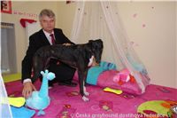 chrt_NewMac_Dior_Ceska_greyhound_dostihova_federace_DSC07815.jpg