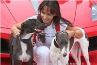 chrt_NewMac_Dior_Ceska_greyhound_dostihova_federace_IMG_0890.jpg