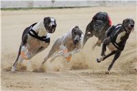 chrti_dostihy_Summe_Prix_Czech_Greyhound_Racing_Federation_r3_DSC08088.jpg