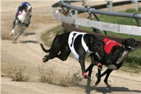 Leger_2010_Czech_Greyhound_Racing_Federation_NQ1M8332.jpg