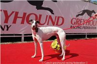 Chrt_White_Elbony_Czech_Greyhound_Racing_Federation_DSC02607.JPG