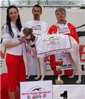 Chrt_White_Elbony_Czech_Greyhound_Racing_Federation_DSC03505.JPG
