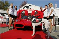 Chrt_White_Elbony_Czech_Greyhound_Racing_Federation_Nq1m8402.jpg