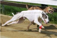 Chrt_White_Elbony_Czech_Greyhound_Racing_Federation_Swift-beh.jpg
