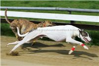 Greyhound_White_Elbony_Czech_Greyhound_Racing_Federation_S-W4.jpg