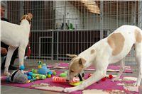 Greyhound Schooling Academy_Czech_Greyhound_Racing_Federation_DSC04214.JPG