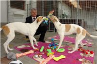 Greyhound Schooling Academy_Czech_Greyhound_Racing_Federation_DSC04232.JPG