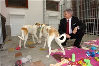 Greyhound Schooling Academy_Czech_Greyhound_Racing_Federation_DSC04237.JPG