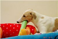 Greyhound Schooling Academy_Czech_Greyhound_Racing_Federation_DSC04295.JPG