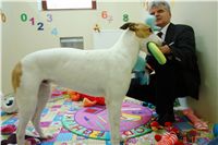 Greyhound Schooling Academy_Czech_Greyhound_Racing_Federation_DSC04311.JPG