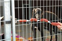 Greyhound Schooling Academy_Czech_Greyhound_Racing_Federation_DSC04531.JPG