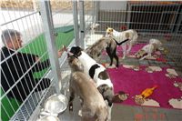 Greyhound Schooling Academy_Czech_Greyhound_Racing_Federation_DSC04537.JPG