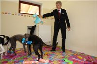 Greyhound Schooling Academy_Czech_Greyhound_Racing_Federation_DSC04559.JPG