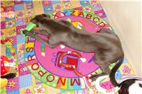 Greyhound Schooling Academy_Czech_Greyhound_Racing_Federation_DSC04575.JPG