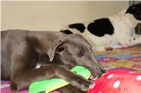 Greyhound Schooling Academy_Czech_Greyhound_Racing_Federation_DSC04580.JPG