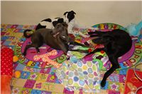 Greyhound Schooling Academy_Czech_Greyhound_Racing_Federation_DSC04636.JPG