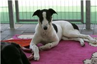 Greyhound Schooling Academy_Czech_Greyhound_Racing_Federation_NQ1M4725.JPG