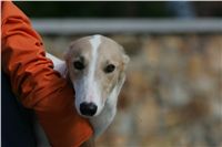 Greyhound Schooling Academy_Czech_Greyhound_Racing_Federation_NQ1M4735.JPG