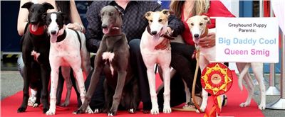 Puppy_Big_Daddy_Cool_Czech_Greyhound_Racing_Federation_IMG_2024-v[1].jpg