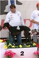 chrti_dostihy_Summe_Prix_Czech_Greyhound_Racing_Federation_NQ1M4880.JPG