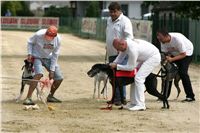 chrti_dostihy_Summe_Prix_Czech_Greyhound_Racing_Federation_NQ1M4979.JPG