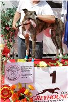 chrti_dostihy_Summe_Prix_Czech_Greyhound_Racing_Federation_NQ1M5134.JPG