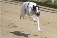 chrti_dostihy_Summe_Prix_Czech_Greyhound_Racing_Federation_t2_DSC08143.JPG