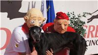 chrt_Cato_Elbony_Czech_Greyhound_Racing_Federation_-DSC09167.jpg