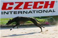 Mount Cappucine´s Jamaica_St. Leger_Czech_Greyhound_Racing_Federation_1_NQ1M5556.JPG