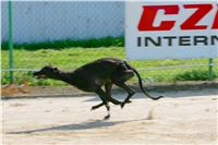 Mount Cappucine´s Jamaica_St. Leger_Czech_Greyhound_Racing_Federation_2_NQ1M5557.JPG