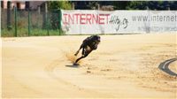 Mount Cappucine´s Jamaica_St. Leger_Czech_Greyhound_Racing_Federation_5_DSC09224.JPG