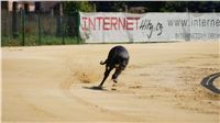 Mount Cappucine´s Jamaica_St. Leger_Czech_Greyhound_Racing_Federation_DSC09225.JPG