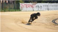 Mount Cappucine´s Jamaica_St. Leger_Czech_Greyhound_Racing_Federation_DSC09226.JPG