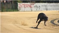 Mount Cappucine´s Jamaica_St. Leger_Czech_Greyhound_Racing_Federation_DSC09227.JPG