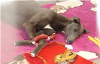 4. Greyhound Schooling Academy_Czech_Greyhound_Racing_Federation_DSC04712.JPG