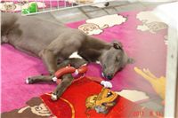 Greyhound Schooling Academy_Czech_Greyhound_Racing_Federation_ DSC04713.JPG