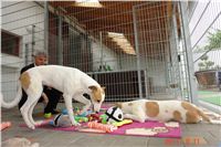 Greyhound Schooling Academy_Czech_Greyhound_Racing_Federation_DSC04216.JPG