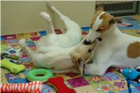 Greyhound Schooling Academy_Czech_Greyhound_Racing_Federation_DSC04355.JPG