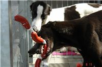 Greyhound Schooling Academy_Czech_Greyhound_Racing_Federation_DSC04541.JPG