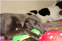 Greyhound Schooling Academy_Czech_Greyhound_Racing_Federation_DSC04580.JPG