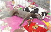 Greyhound Schooling Academy_Czech_Greyhound_Racing_Federation_DSC04703.JPG